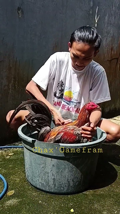 Memandikan Ayam Filipin 😇