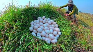 Download Lagu wow unique! a farmer pick a lot of duck eggs under the grass ln the rice field pick a lot of MP3 Download Lagu wow unique! a farmer pick a lot of duck eggs under the grass ln the rice field pick a lot of MP3