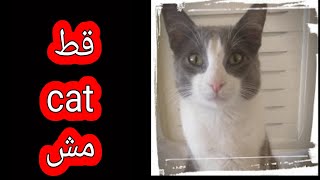 أسماء الحيوانات باللهجة المغربية #الحيوانات باللغة الإنجليزيةAnimals in  English