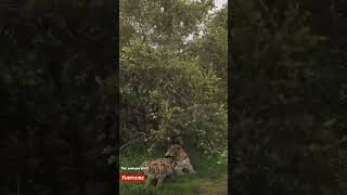 Leopards mating#shorts #shortsvideo #animals #leopard
