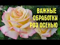 НЕ СОВЕРШАЙТЕ ОШИБОК! Чем ОПРЫСКИВАТЬ розы ВСЮ ОСЕНЬ ДО УКРЫТИЯ