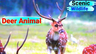 4k wild animals | wildlife scene relaxation | animal live