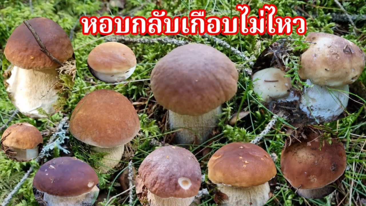 เก็บตกเห็ดผึ้งหวานลองเข้าไปดูต้องหอบเลย