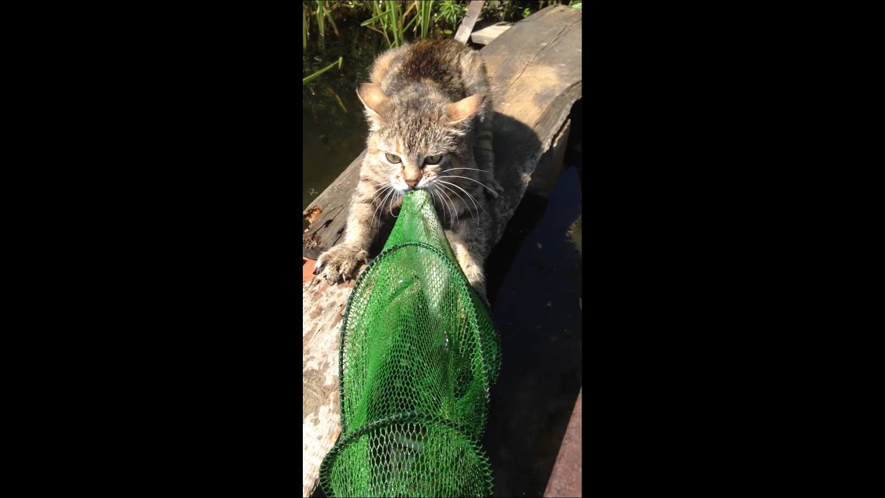 Кошка ворует рыбу - YouTube