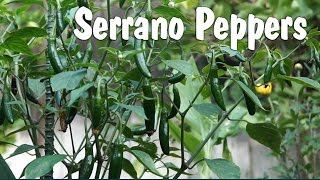 How to grow Serrano Peppers in containers