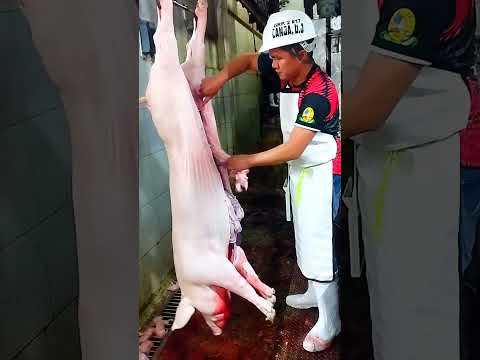 SLAUGHTERING OPERATION (TAGUM CITY SLAUGHTER HOUSE)