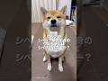 柴犬に、これは、難問だったかなぁ、、、 #柴犬 #柴犬とん