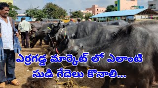 Erragadda market buffalo prices and selection