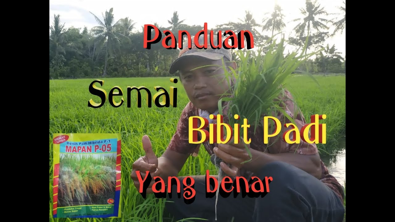 Cara semai, bibit padi Hibrida f-1 MAPAN P-05