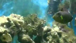 Keanu the Pink Tail Trigger Fish