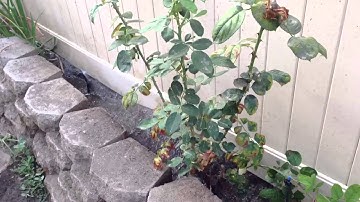 DIG Irrigation Timer