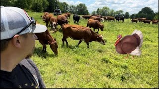 Moving cows and running across some turkeys