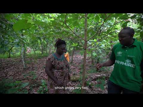 More shade for more cocoa in C&ocirc;te d'Ivoire