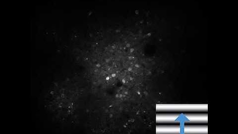 Calcium Imaging of Neurons in Mouse Primary Visual Cortex