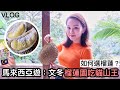 Vlog #62 馬來西亞週末遊：文冬榴槤園吃老樹貓山王｜如何選榴槤？（下）