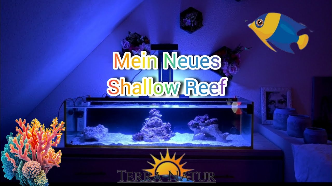MEIN NEUES SHALLOW REEFTANK Aquarium von Terra-Natur.eu - Start Meerwasseraquarium Tutorial