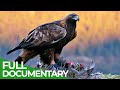 Laigle royal  matre du ciel  nature documentaire gratuite