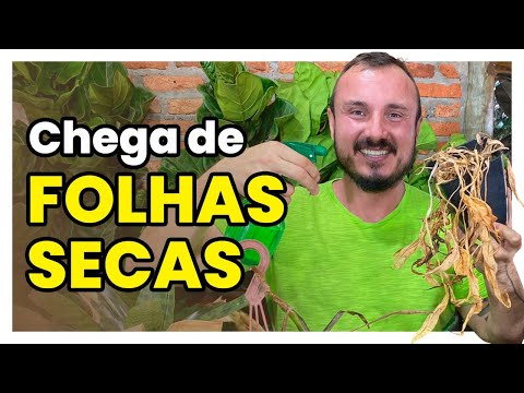 Vídeo: Folhas amarelas em plantas fúcsia - correções para um fúcsia com folhagem amarelada