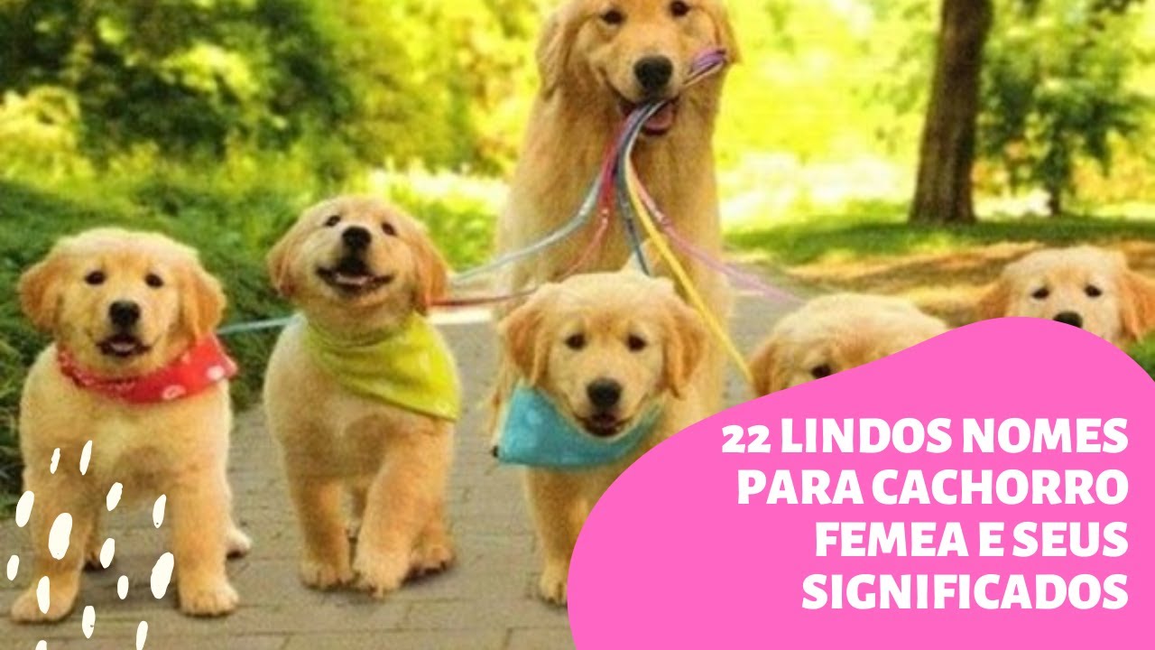 22 lindos Nomes Para Cachorro Femea e Seus Significados YouTube 22 lindos Nomes Para Cachorro Femea e Seus Significados YouTube