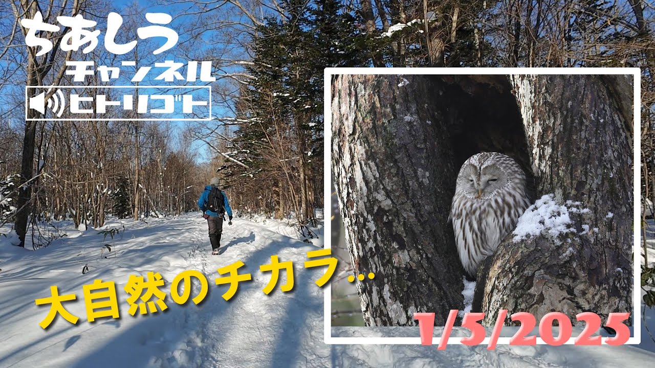 Heading to the forests near Sapporo! Searching for the Ezo owl