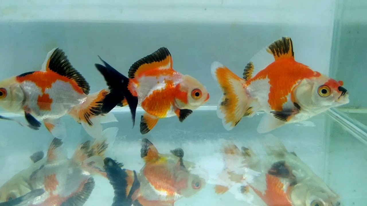 Ikan Mas Koki Oranda Three Color 8 10 cm IKANESIA 