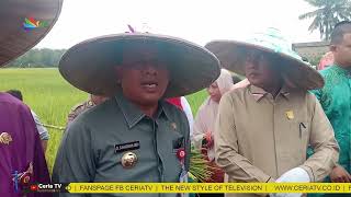 Download Lagu PLT BUPATI KUANSING PANEN RAYA DI DESA PULAU LANCANG MP3