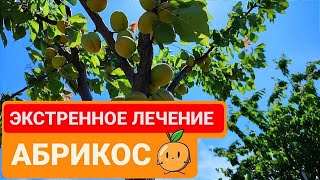 Болезни абрикос летом во время созревания плодов - Быстрое решение