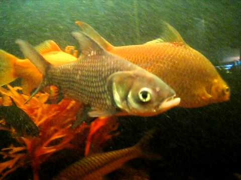 (Catlocarpio Siamensis) Siamese Giant Carp - Giant...