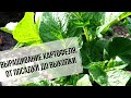 Выращивание картофеля | Как получить хороший урожай