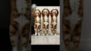 猫のスーパーダンス!