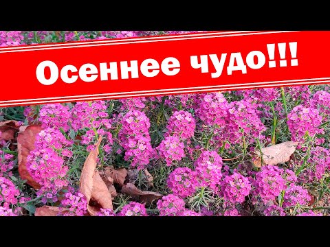 Самый поздний чудесный цветок Алиссум (Лобулярия)