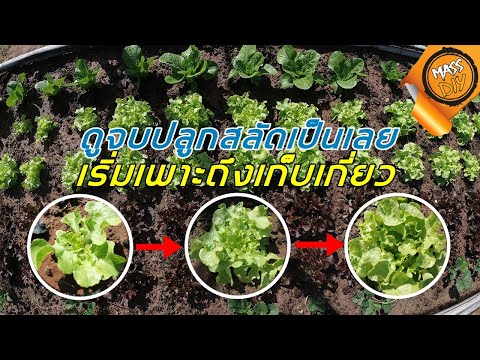 วีดีโอ: สลัด Frillis: คำอธิบายและคุณสมบัติการเพาะปลูก