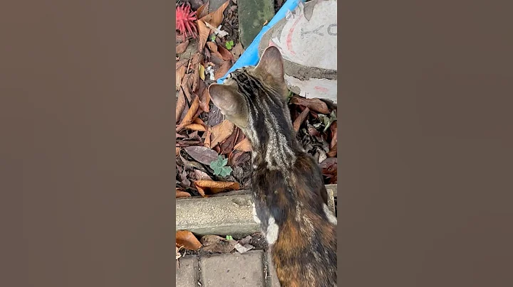 Video 11558241: bengal cat kitten, bengal kitten first, bengal cat outside