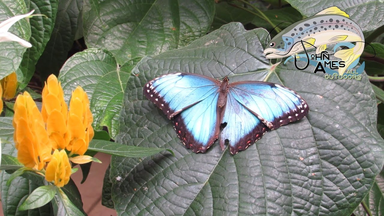 Magic Wings Butterfly Conservatory Deerfield Ma.🦋🦋 YouTube