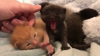 12 Minutes of Funny Cat Videos - EP 48