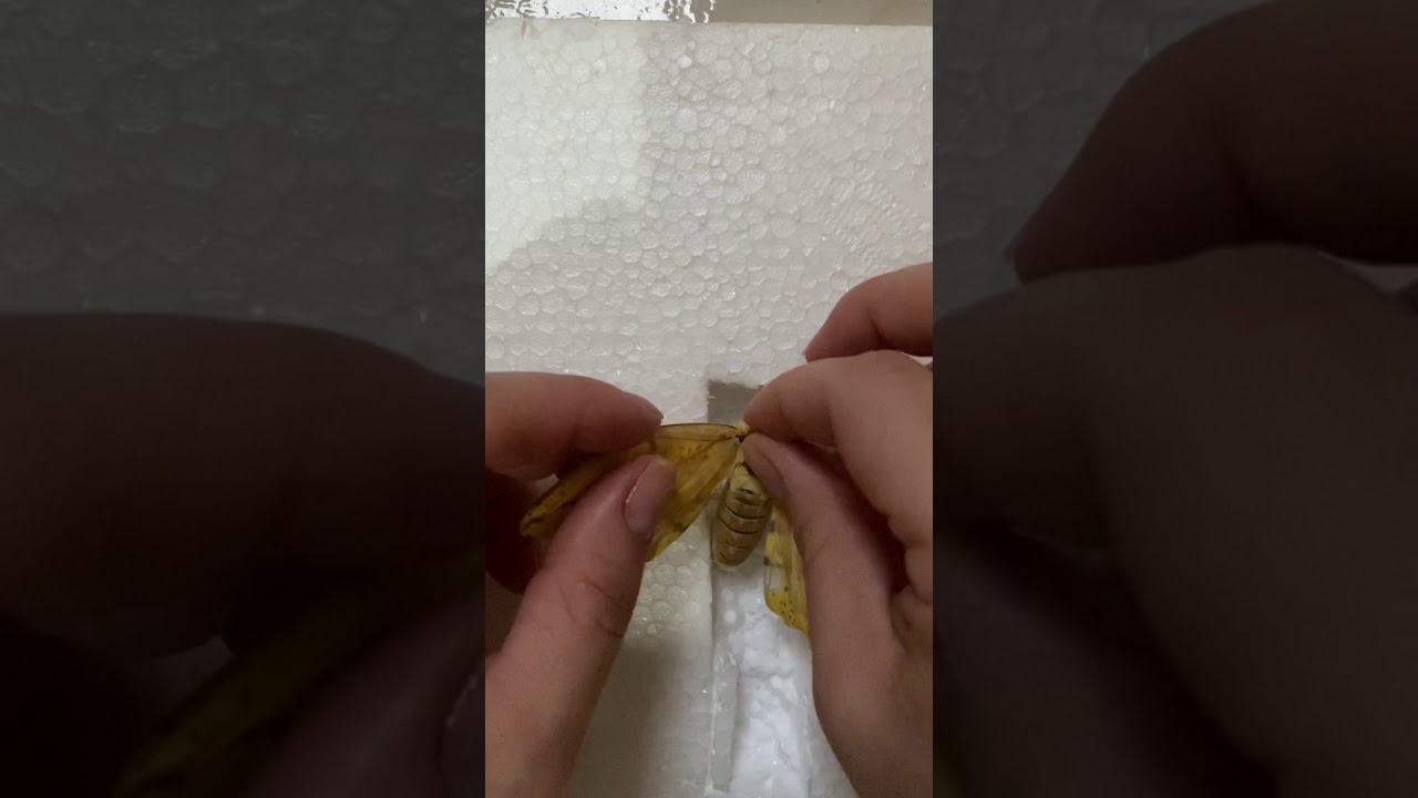 Montagem de um lepidóptero para a coleção entomológica- IFTM Campus Ituiutaba,  Agricultura