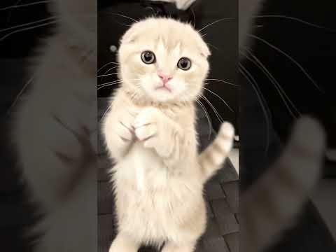 短足マンチカンよちひこのおねだり。#猫 #cat #マンチカン #ペット #スコティッシュフォールド #子猫 #赤ちゃん