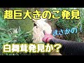 舞茸採りで出会った世にも奇妙な巨大キノコ！