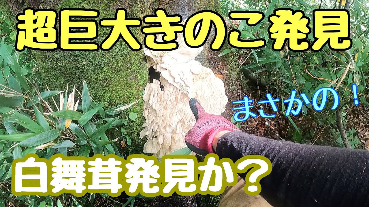 舞茸採りで出会った世にも奇妙な巨大キノコ！