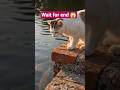 🐱💥 बिल्ली की सुपर जंप! एक छलांग में मछली शिकार 😲🐟 #Shorts