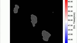 Single-cell segmentation and tracking, single-cell division-time visualization