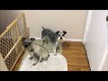 Dog Care Tips | Cleaning Your Dogs Feet | SchnauzerMom