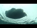 Polar bear playing underwater
