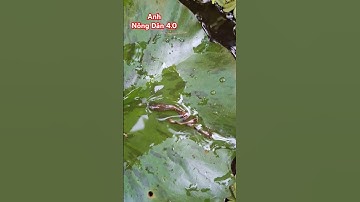 giải cứu con cá nhỏ bị mắc kẹt trên lá sen #giaicuu #shots ##giaitri