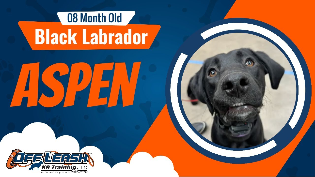 Labrador, 8 m/o, Aspen | Best Lab Training | Off Leash K9 Training