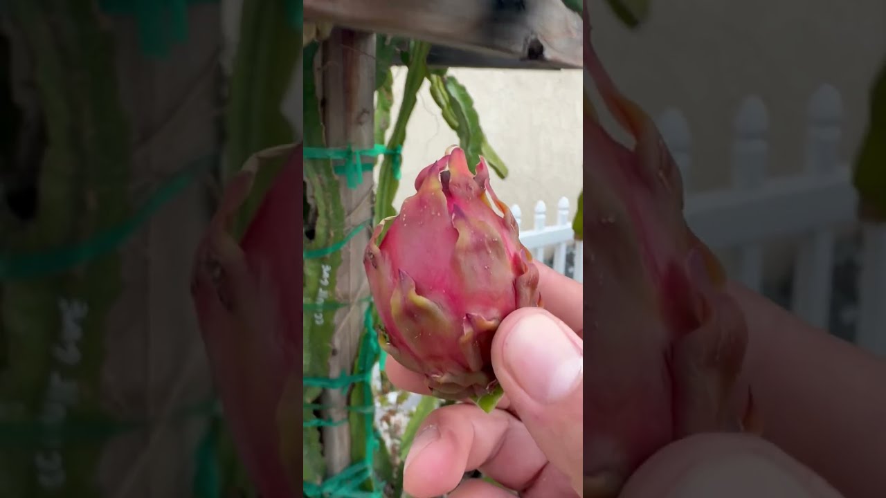 OMG This Is The Biggest Fruit That I Ve Found N My Garden Bestdragonfruit Dragonfruit