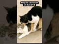 Why Cats “Go Crazy” in March (It’s Science, Not Chaos)