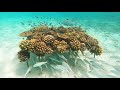 モルディブの海でシュノーケル体験|GoPro HERO 8 Blackで撮影