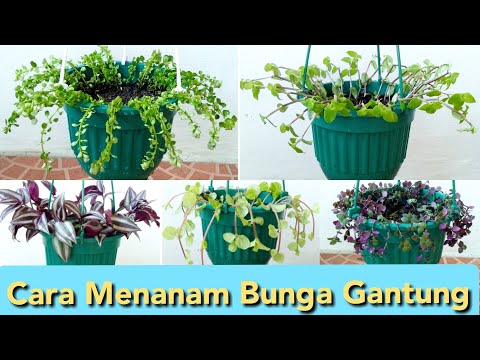 Video: Arrowroot Tricolor (31 Gambar): Merawat Tricolor Arrowroot Di Rumah. Penerangan Mengenai Tumbuhan, Kaedah Pembiakan Bunga