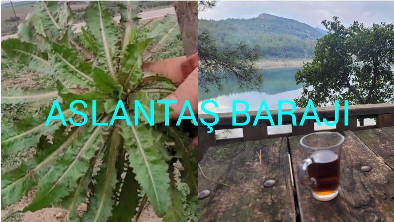 NEREYE GİTSEM GÖZÜM YENİLEN OTLARDA BİTKİLERDE😊